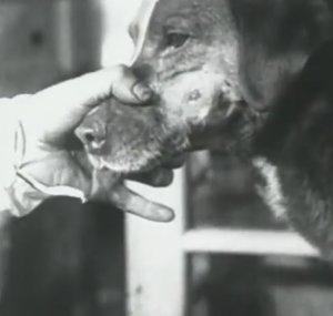 Pavlov's Dog