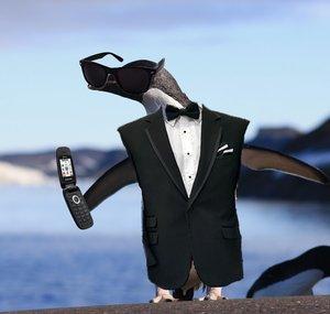 Punctual Penguin
