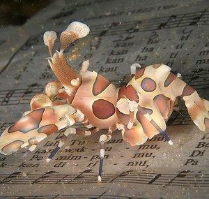 spinypenguin (Richard's Piano)