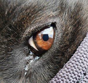 K9 Tactics: Dog World