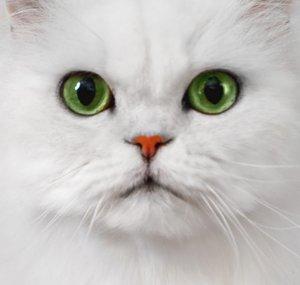 Purina Fancy Feast