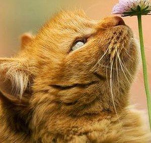 G@TTO M@TTO