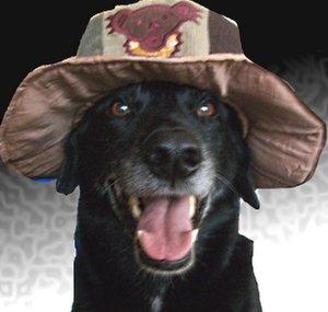 mydogstube