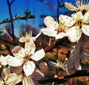 Spring Flowers