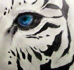 TigerPlus