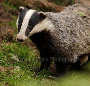 BadgerBotherer1