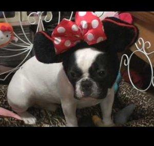FrenchBullDogAPPLE