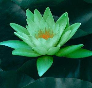 Green Lotus