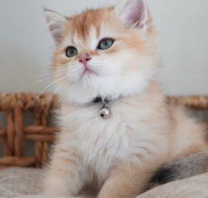Hunter & Shiro (The British Shorthair Brothers)