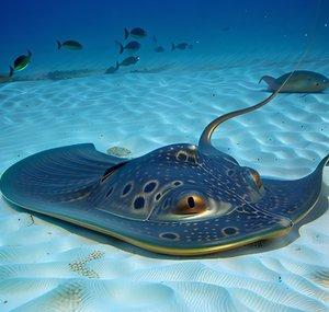 Jaythestingray