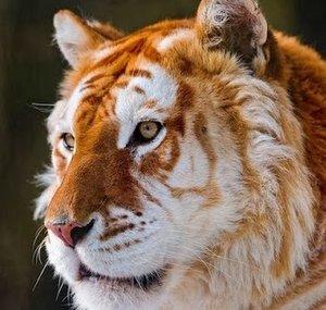lionnel meson
