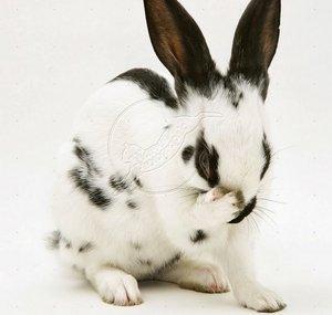 Monochrome Lapin