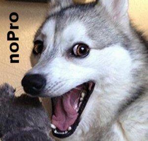 noPro