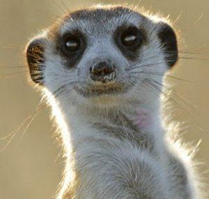 Smeer Kat