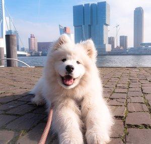 Wanderlust Samoyed