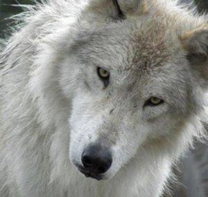 Wolfie