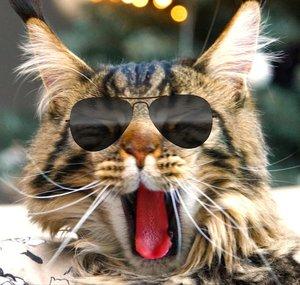 Ziko the Maine Coon Cat