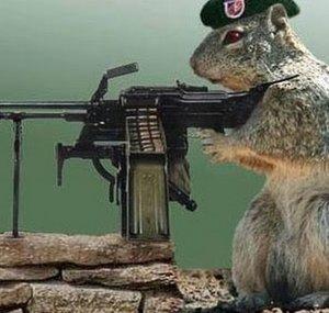 CallOfSquirrel