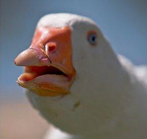 Dolan Dark
