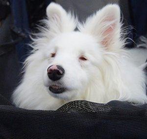 innerdog8