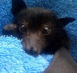 Baby Bats & Buddies of Australia