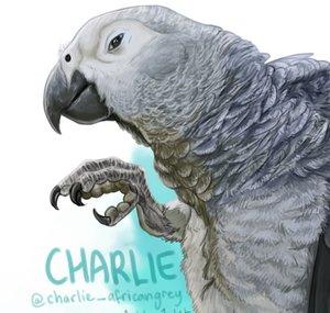 CharlieTheBirb
