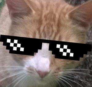 ComputerCatGaming