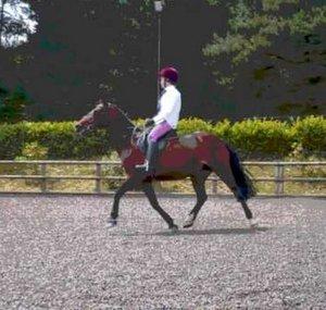 XxhorsesxforeverxX
