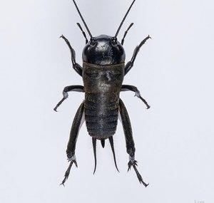 Exploding_Cricket