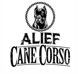 Alief Cane Corso