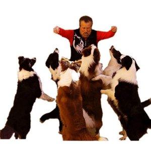 jolulodi Kennel Border Collie