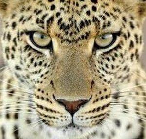 LEOcreature