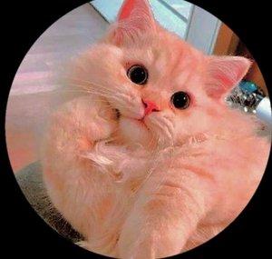Lil Meow