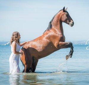NativeHorse