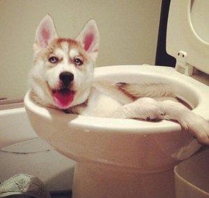Animals do things