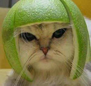funkateerkitty