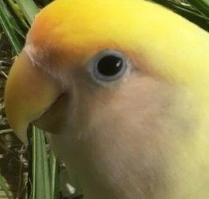 LoveBirdsCentral