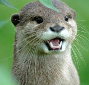 OtterCat