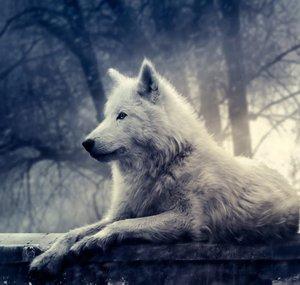 Lord Wolf