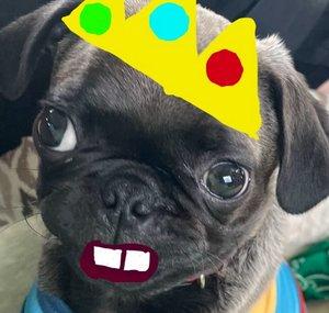 Marshall the pug