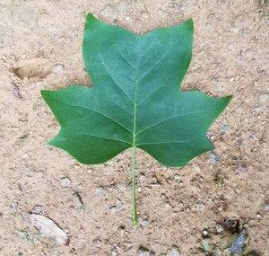 State of Nature