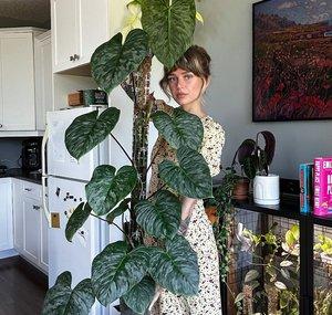 wildfern