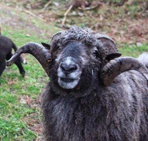Angry Ram