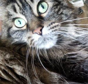 Fester the cat