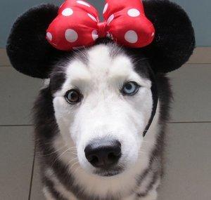 Laika SuperInteligente Husky