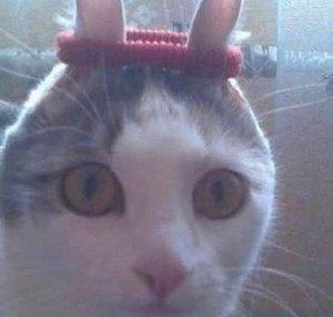 Miffy