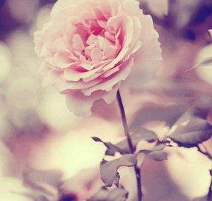 Blossoming Collabs