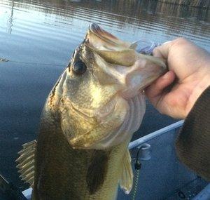 iFishMN