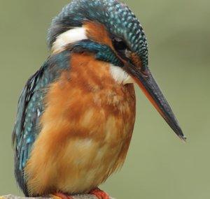 Manuel Gracia.Viviendo la naturaleza.