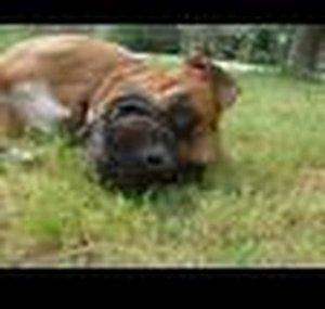 boxerdogfanatic